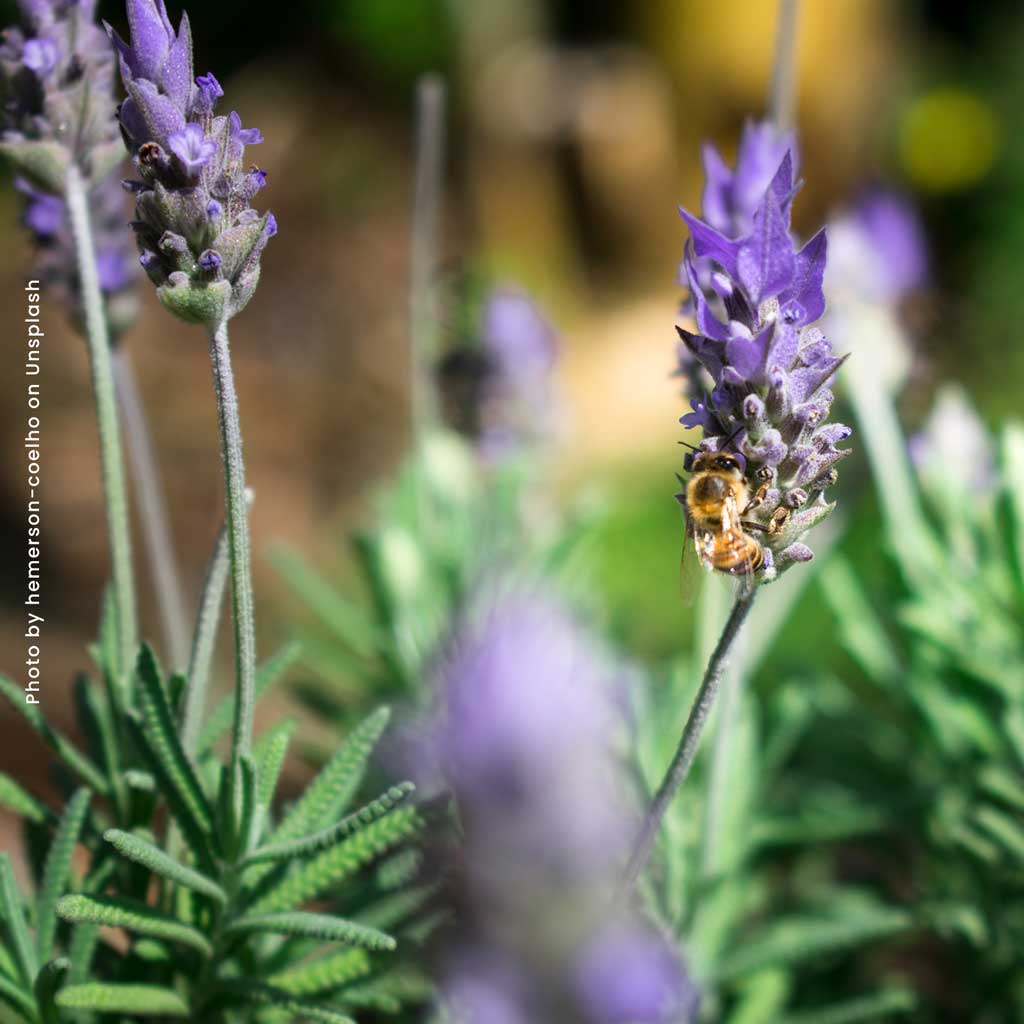 Apiterapia: el propóleo para las defensas